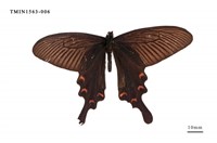 藏品(麝鳳蝶)的圖片